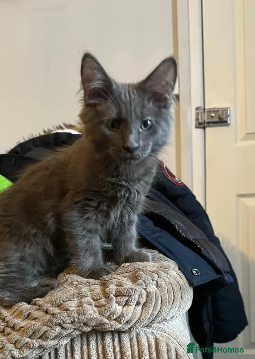 Maine Coon cats for stud: Maine Coon for STUD, 19 Months old in Lowestoft - Advert 3