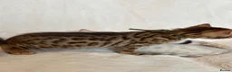 Bengal cats for sale: Stunning Pure Bengal Kittens Ready For Reservation - Advert 9