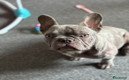 French Bulldog dogs for sale: French bulldog female  in Hamilton - Image 2