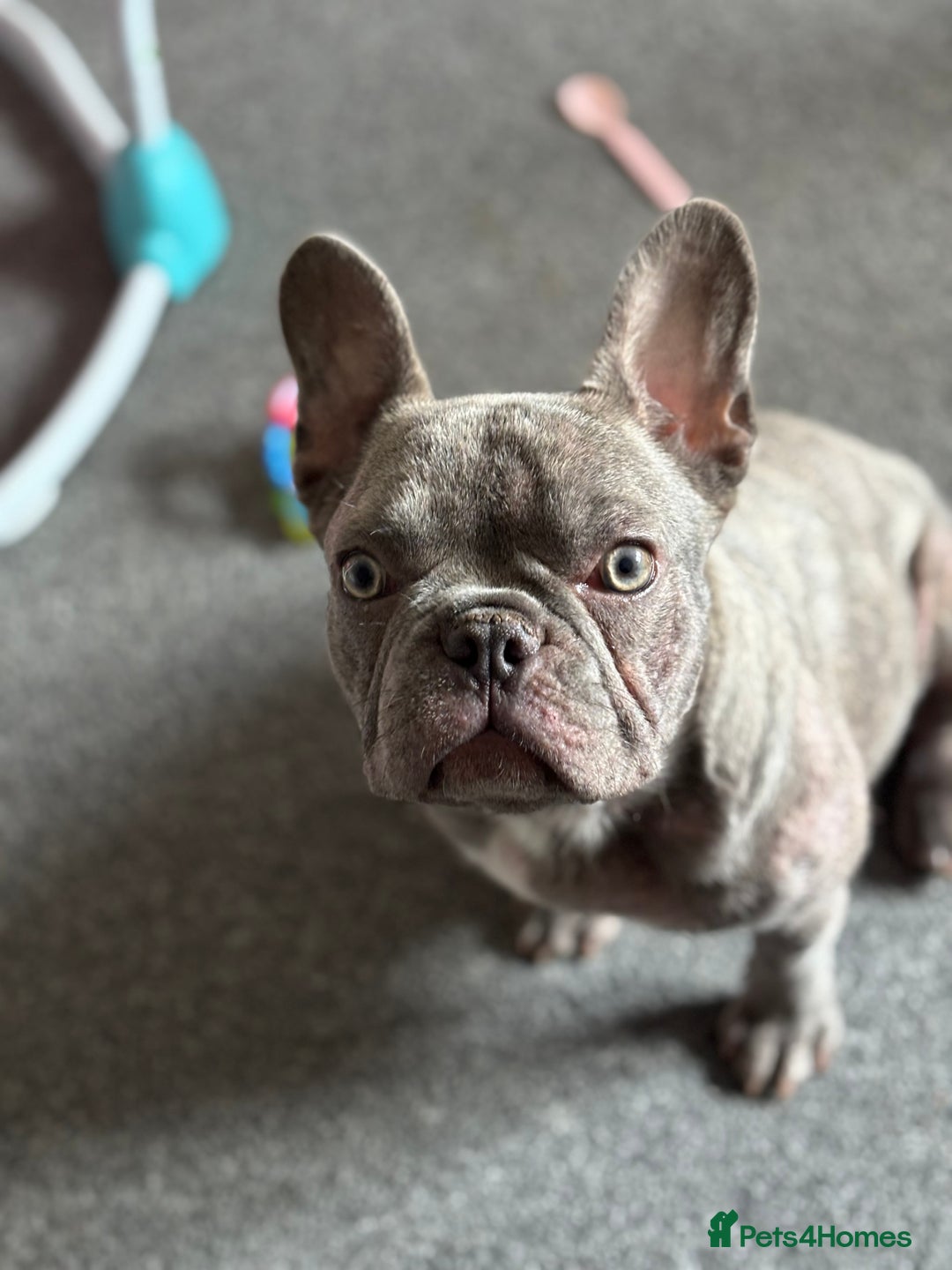 French Bulldog dogs for sale: French bulldog female  in Hamilton - Image 2