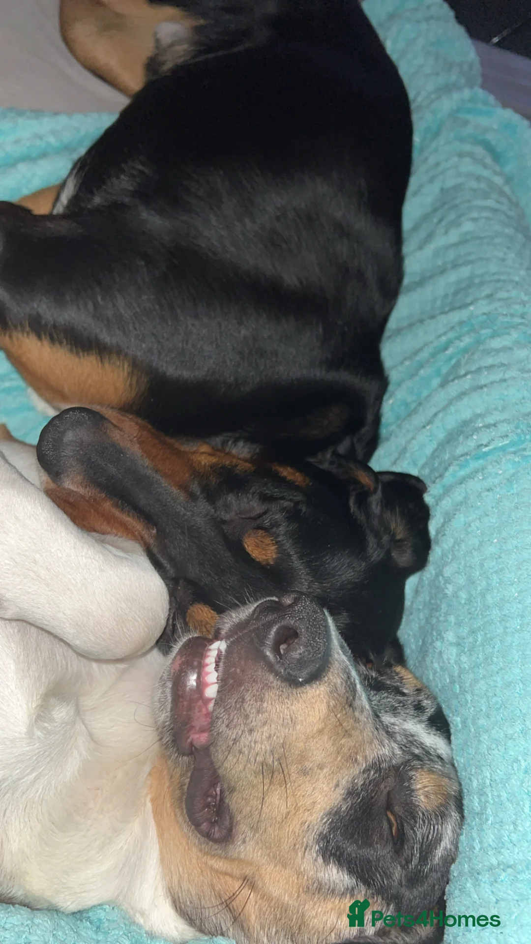 Mixed Breed dogs for sale: Jett 7 month old  in Ossett - Advert 9