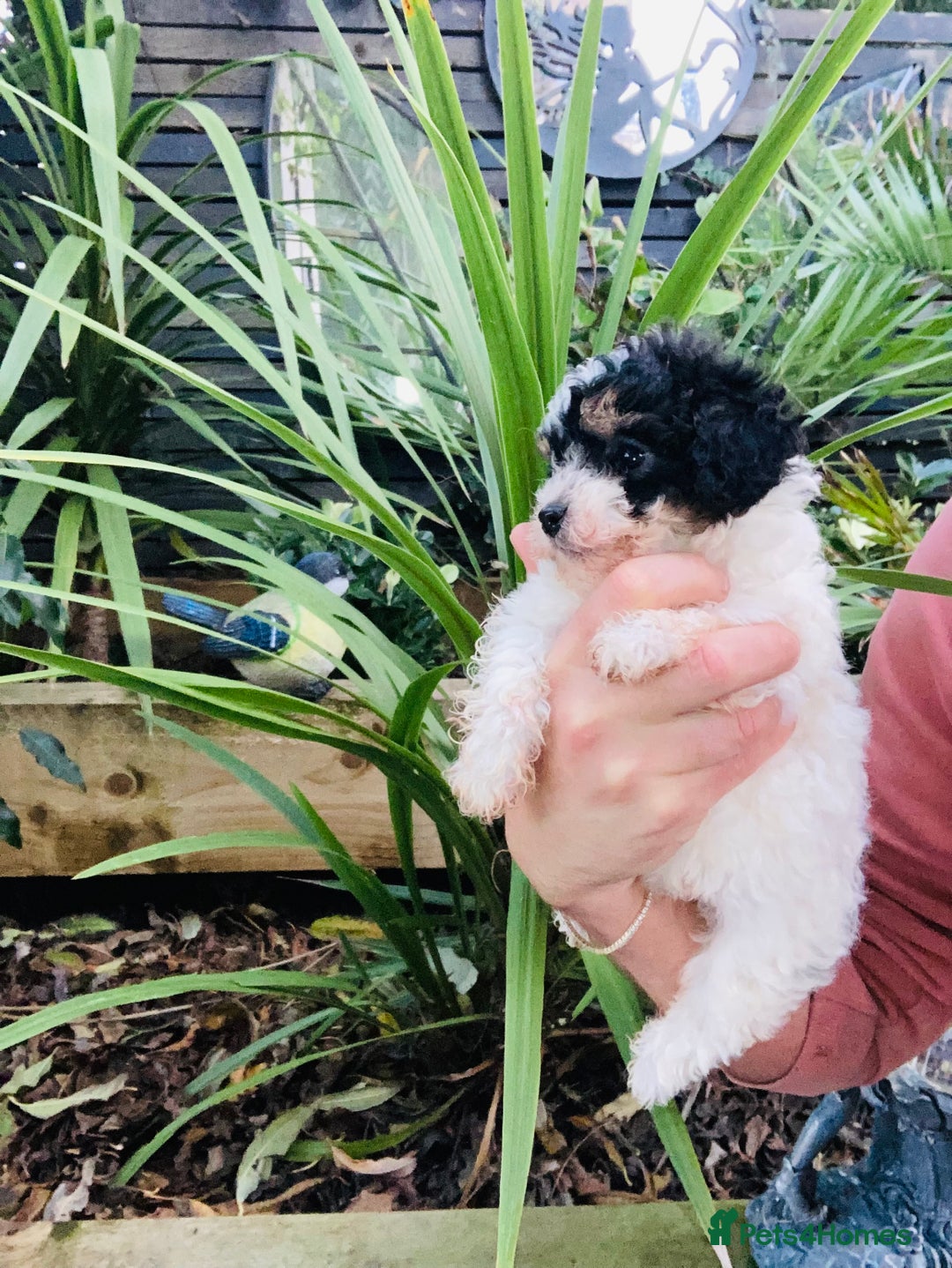 Cavapoo dogs for sale: Tricolour cavapoo female 🐾 - Advert 6