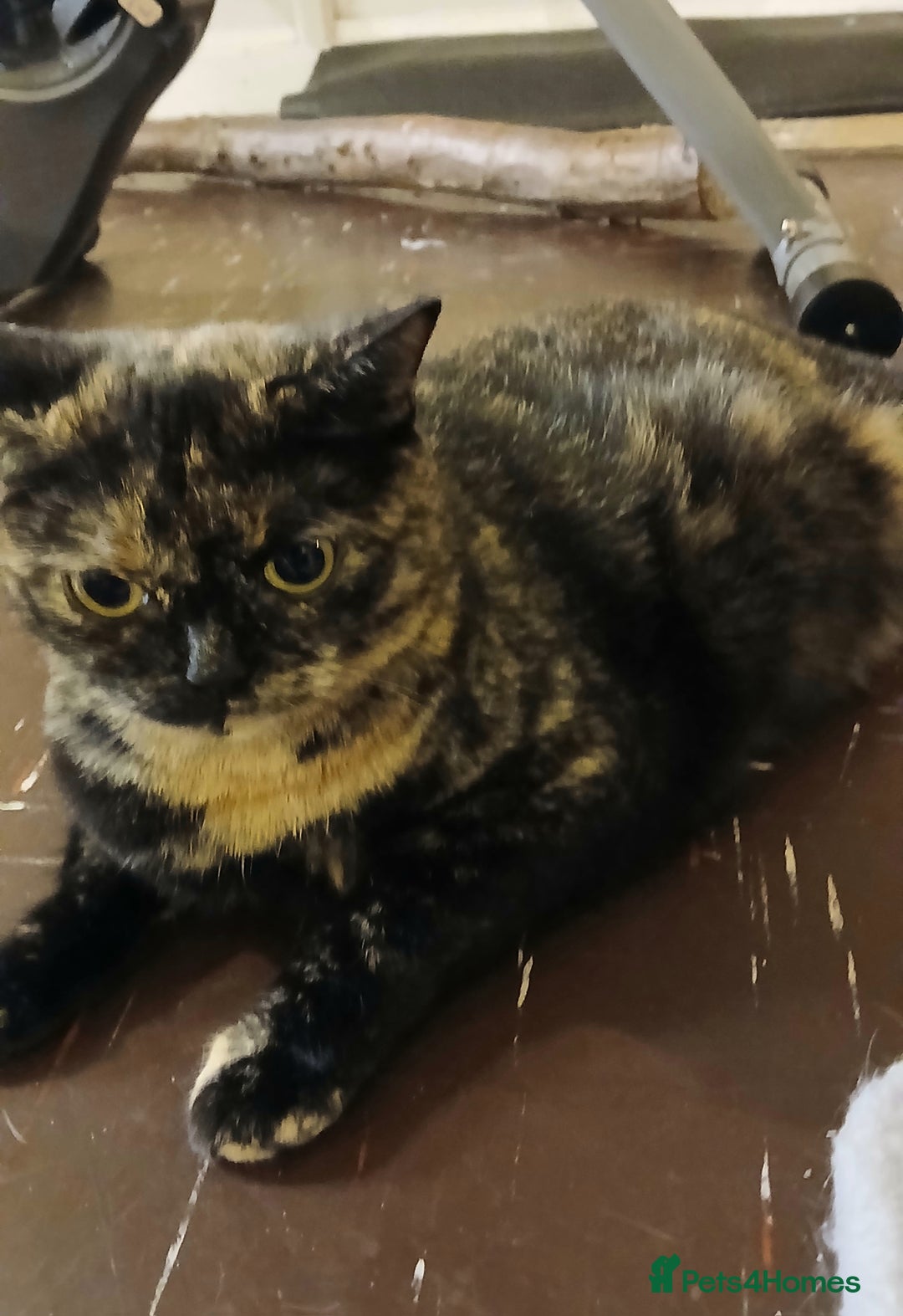 Mixed Breed cats for sale: For tortoiseshell cat lovers.Female.  - Advert 5