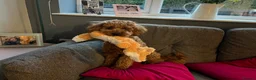 Cavapoo dogs for sale: 1 year old Cavapoo - bite history in Newport - Advert 12
