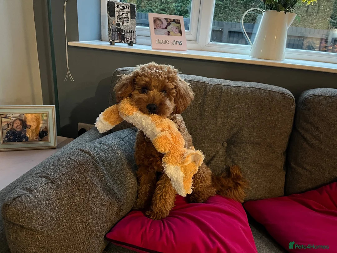 Cavapoo dogs for sale: 1 year old Cavapoo - bite history in Newport - Advert 12
