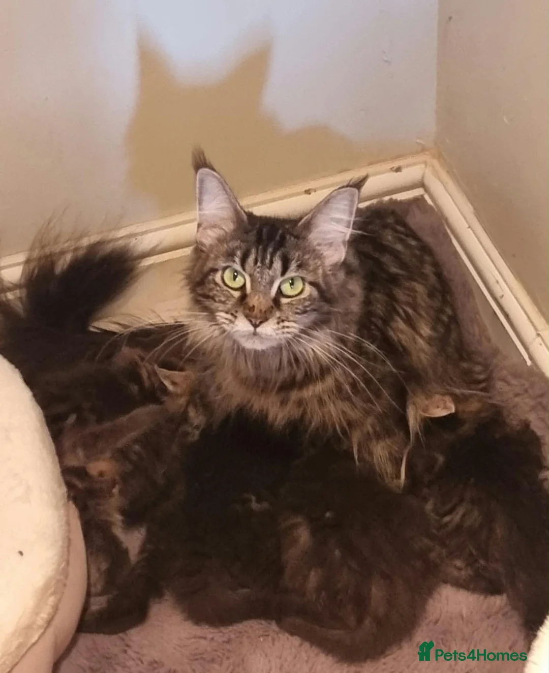 Maine Coon cats for sale: MAINECOON KITTENS  in Stockton-on-Tees - Advert 2