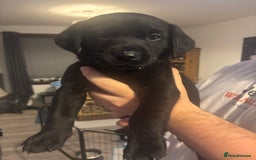 Labrador Retriever dogs for sale: Labrador Puppies  - Image 11