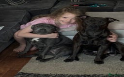 Staffordshire Bull Terrier dogs for sale: Staffordshire bull terrier puppies  - Image 10