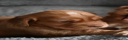 Cocker Spaniel dogs for sale: Golden cocker spaniel puppies - Advert 5