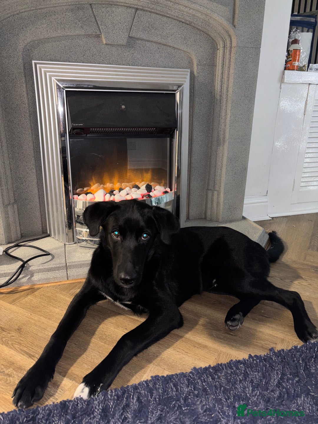 Mixed Breed dogs for sale: Huskypoo - Advert 2