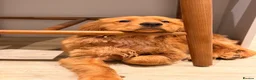 Golden Retriever dogs for sale: 9-Month-Old Male Pedigree Golden Retriever  - Advert 6