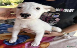Mixed Breed dogs for adoption: Kira for adoption - Image 1