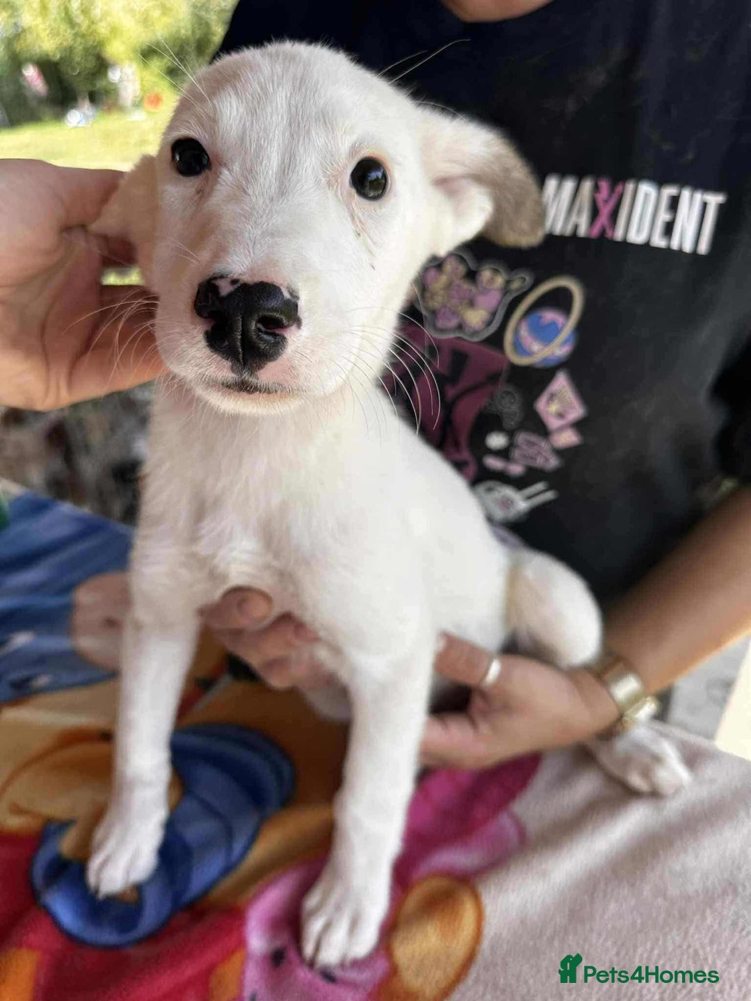 Mixed Breed dogs for adoption: Kira for adoption - Image 1