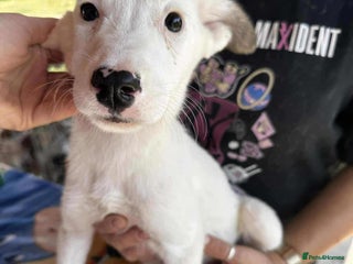 Mixed Breed dogs - Advert 27