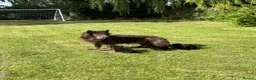 German Shepherd dogs for sale: German shepherd puppies  - Advert 9