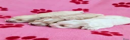 Maltipoo dogs for sale: Toy Maltipoo puppies - DNA health tested parents! - Advert 5