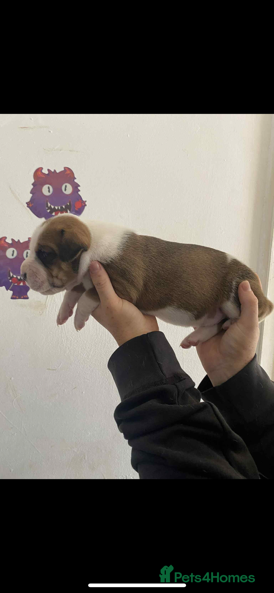 Mixed Breed dogs for sale: Staffyxdalmation st bernard - Image 10