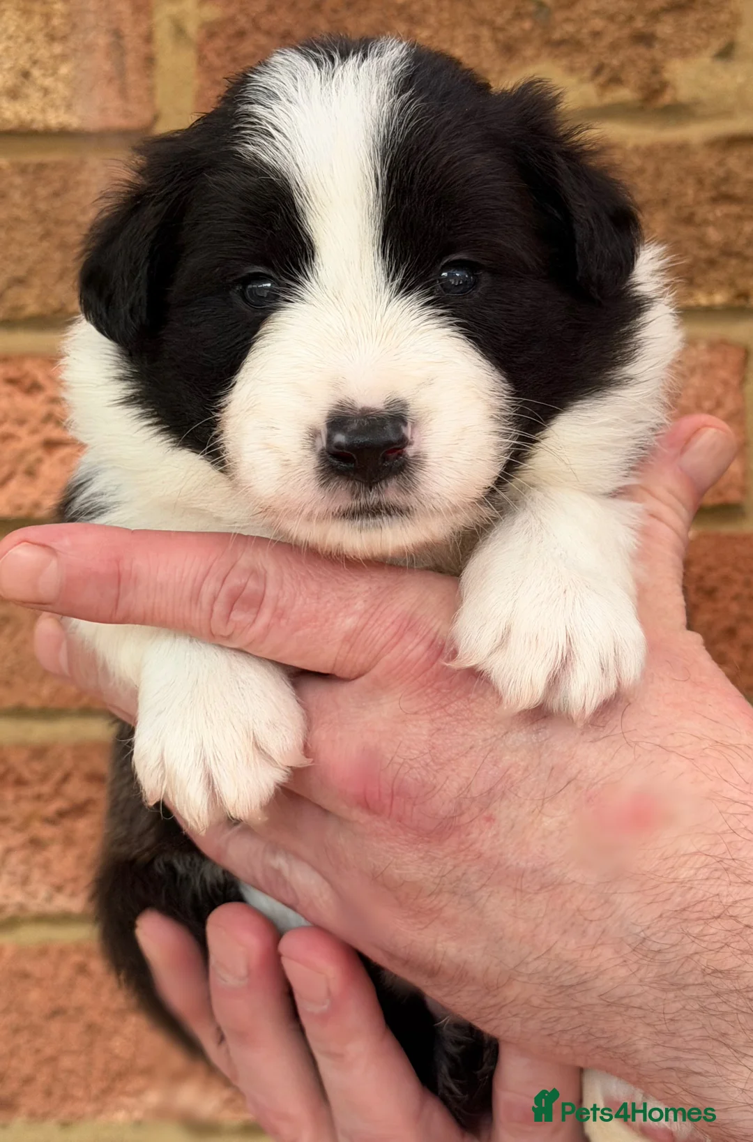 Border Collie dogs for sale: 2 last champion line puppies available  - Advert 1