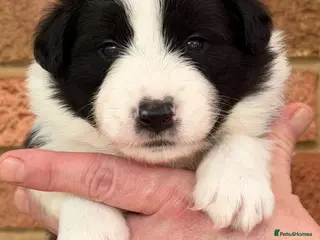 Border Collie dogs 2 last champion line puppies available - Advert 1