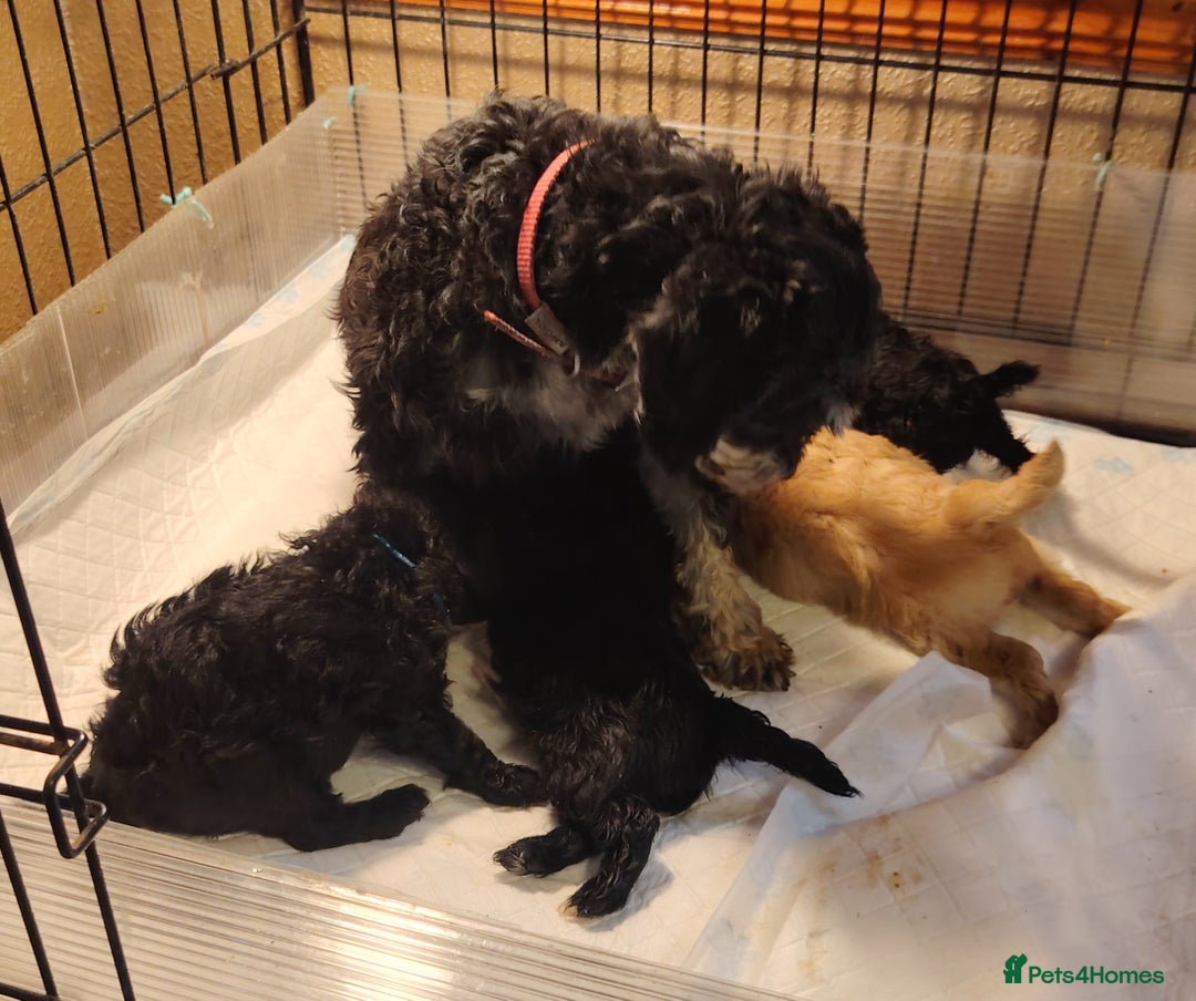 Shihpoo dogs for sale: 3 shihpoo pups  - Image 1