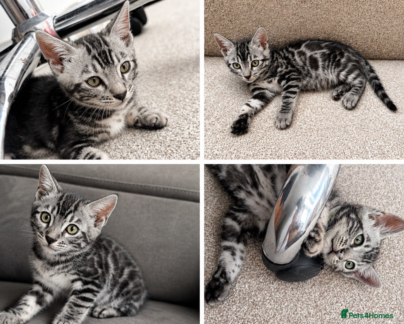 Bengal cats READY NOW. Pedigree Silver Charcoal Bengal Kittens - Advert 2