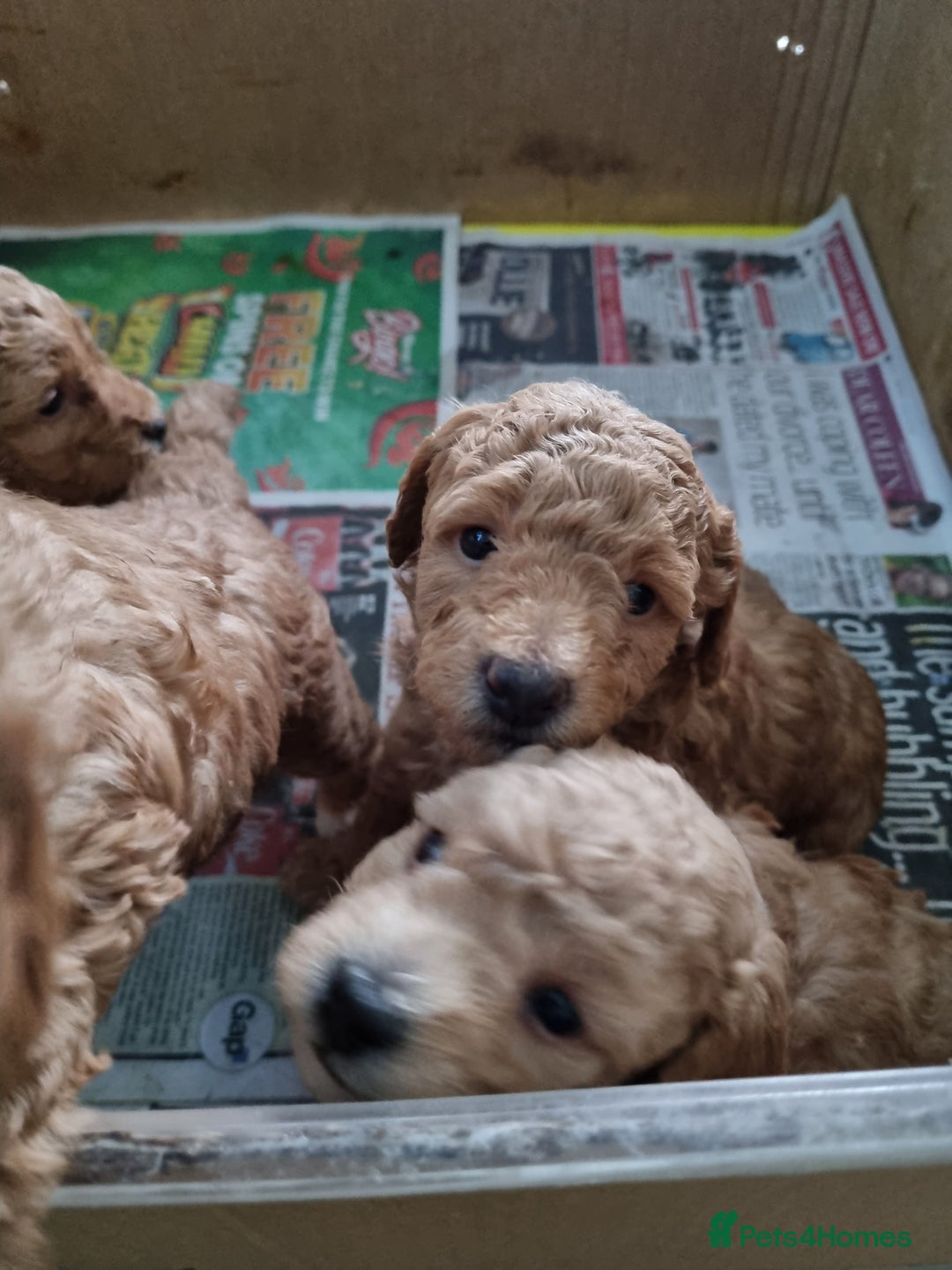 Miniature Poodle dogs for sale: Beautiful Miniature poodles  - Image 17