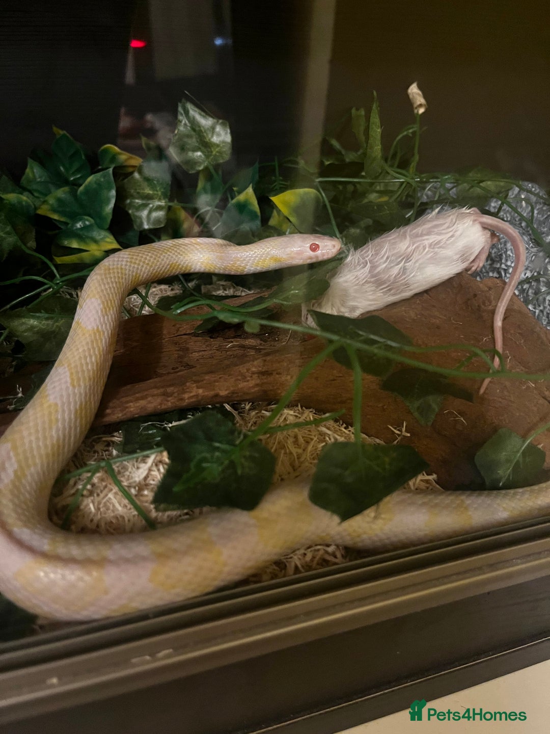 Corn Snake reptiles for sale: Ophelia the corn - Image 2