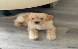 Labradoodle dogs for sale: READY NOW Miniature Labradoodles in Morecambe - Image 4