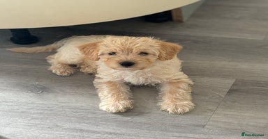 Labradoodle dogs in Morecambe - Advert 10