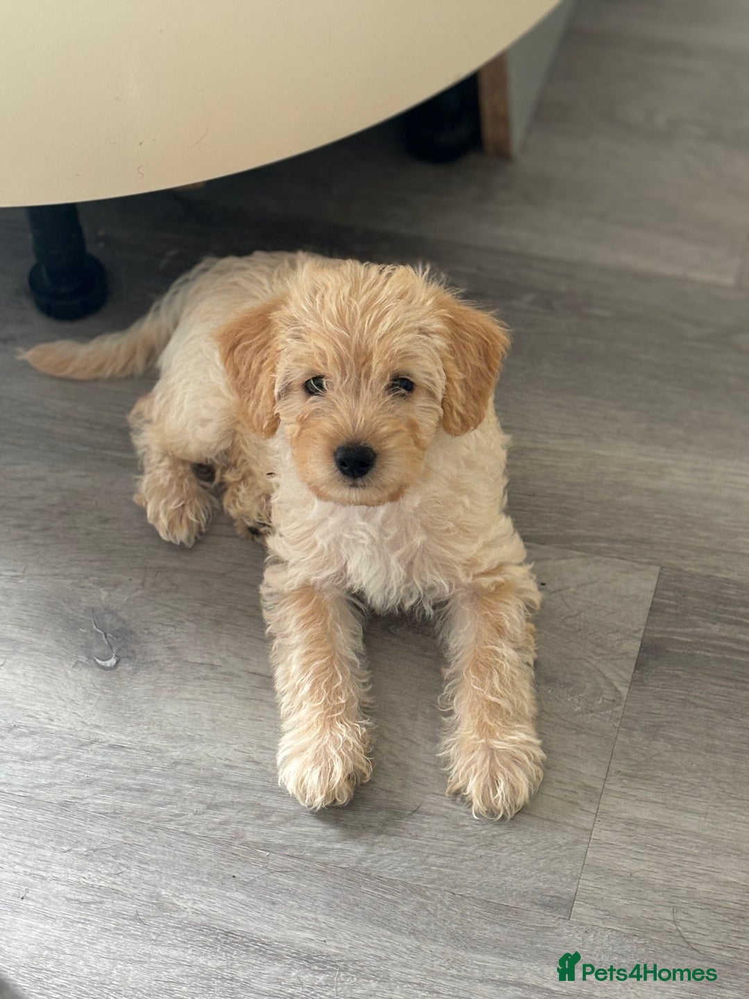Labradoodle dogs for sale: READY NOW Miniature Labradoodles in Morecambe - Image 4