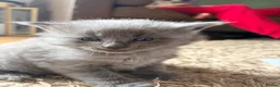 Mixed Breed cats for sale: Ready to leave - Maine coon cross boy  - Advert 7