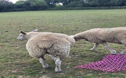 Sheep livestock for sale: Texal x ewe x3 born March April 25 - Image 4