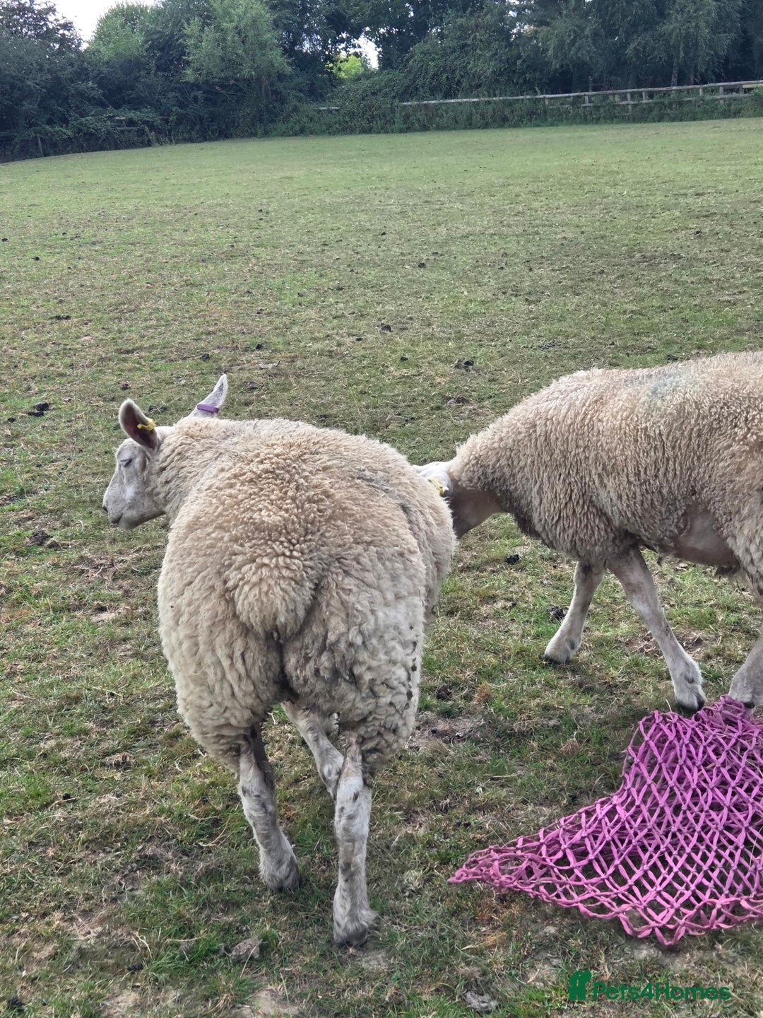 Sheep livestock for sale: Texal x ewe x3 born March April 25 - Image 4