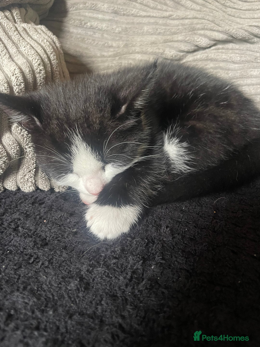 Domestic Shorthair cats for sale: 3 Gorgeous Male Kittens ready for their new home  - Image 3