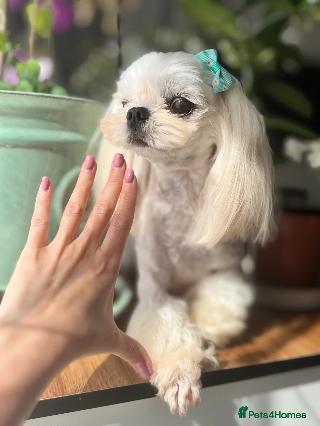 Maltese dogs for sale: 💙adorable full Korean maltese boy KC Reg💙 - Advert 2