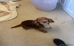 Cockapoo dogs for sale: Cockerapoos puppies - Image 8