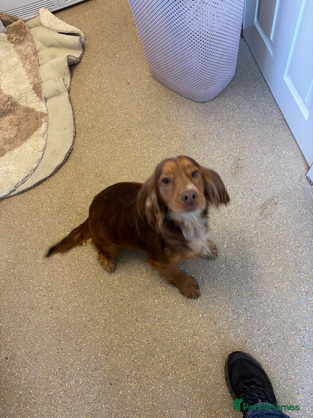 Cockapoo dogs for sale: Cockerapoos puppies - Image 8