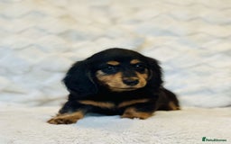 Miniature Dachshund dogs for sale: Long Haired miniature dachshunds - Image 7