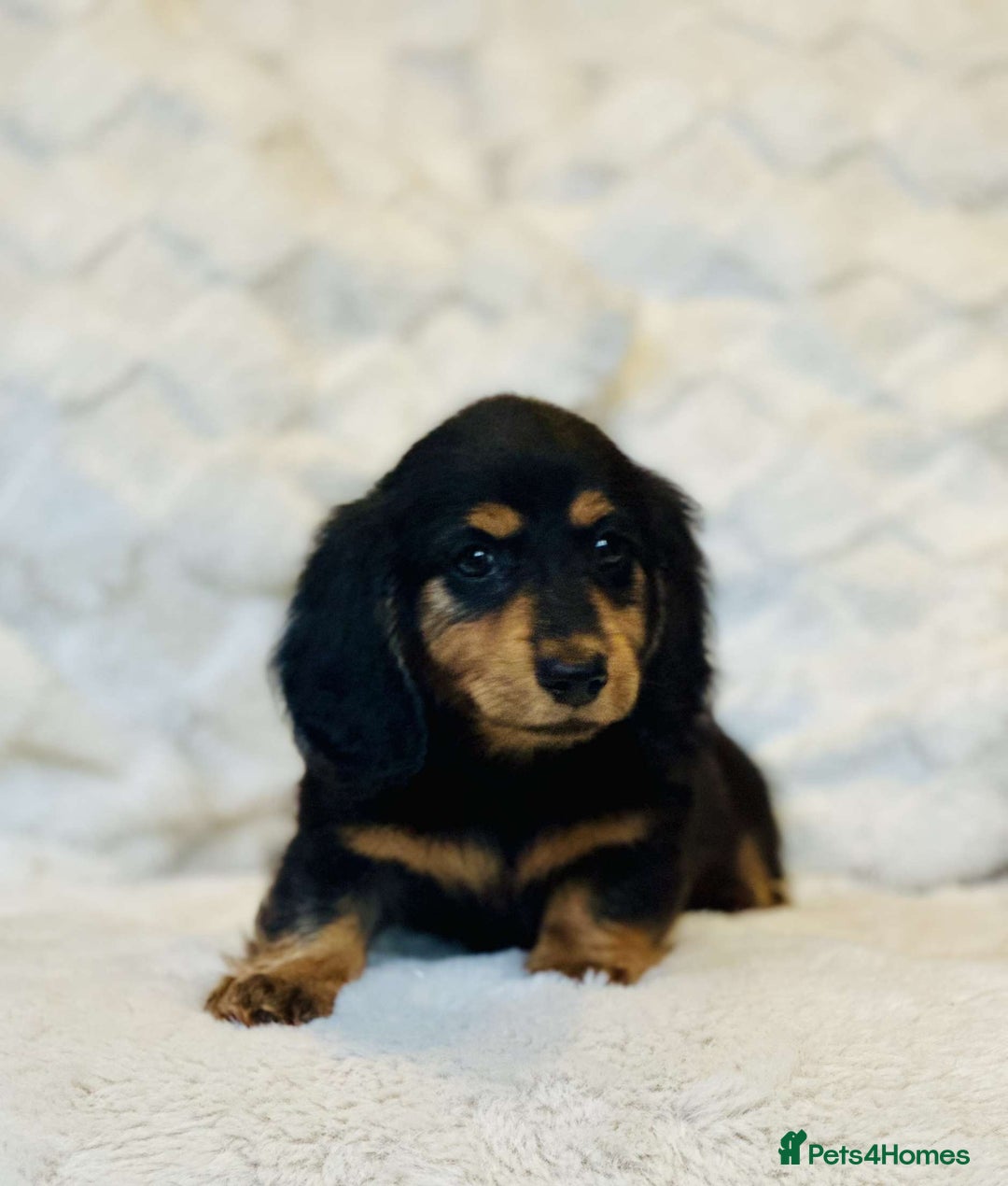 Miniature Dachshund dogs for sale: Long Haired miniature dachshunds - Image 7