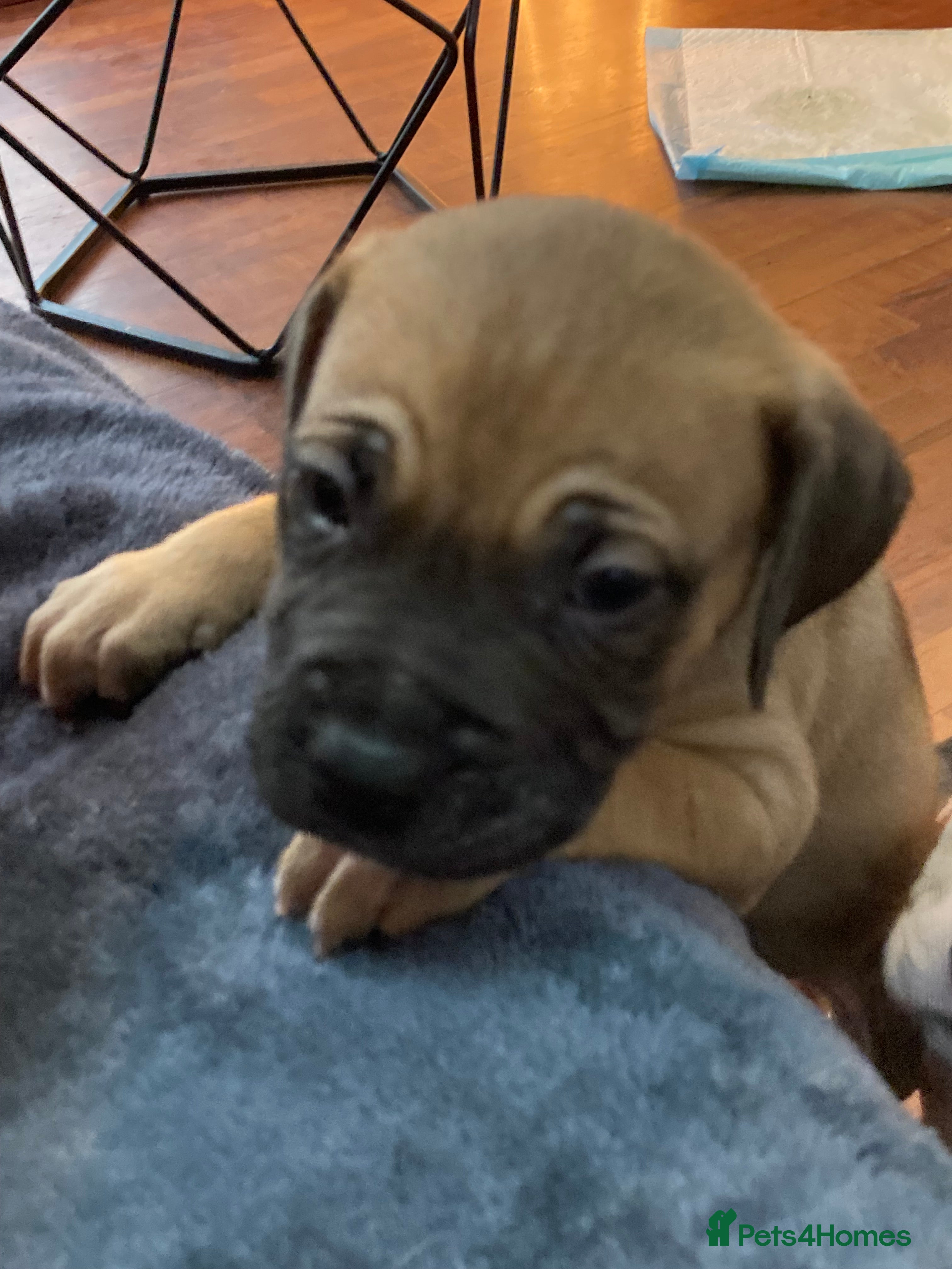 Mixed Breed dogs Mastiff x Staffy Puppies  - Advert 12