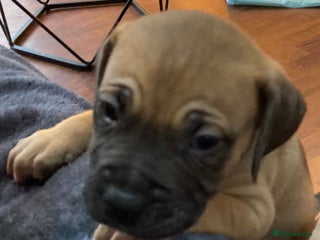 Mixed Breed dogs Mastiff x Staffy Puppies - Advert 12