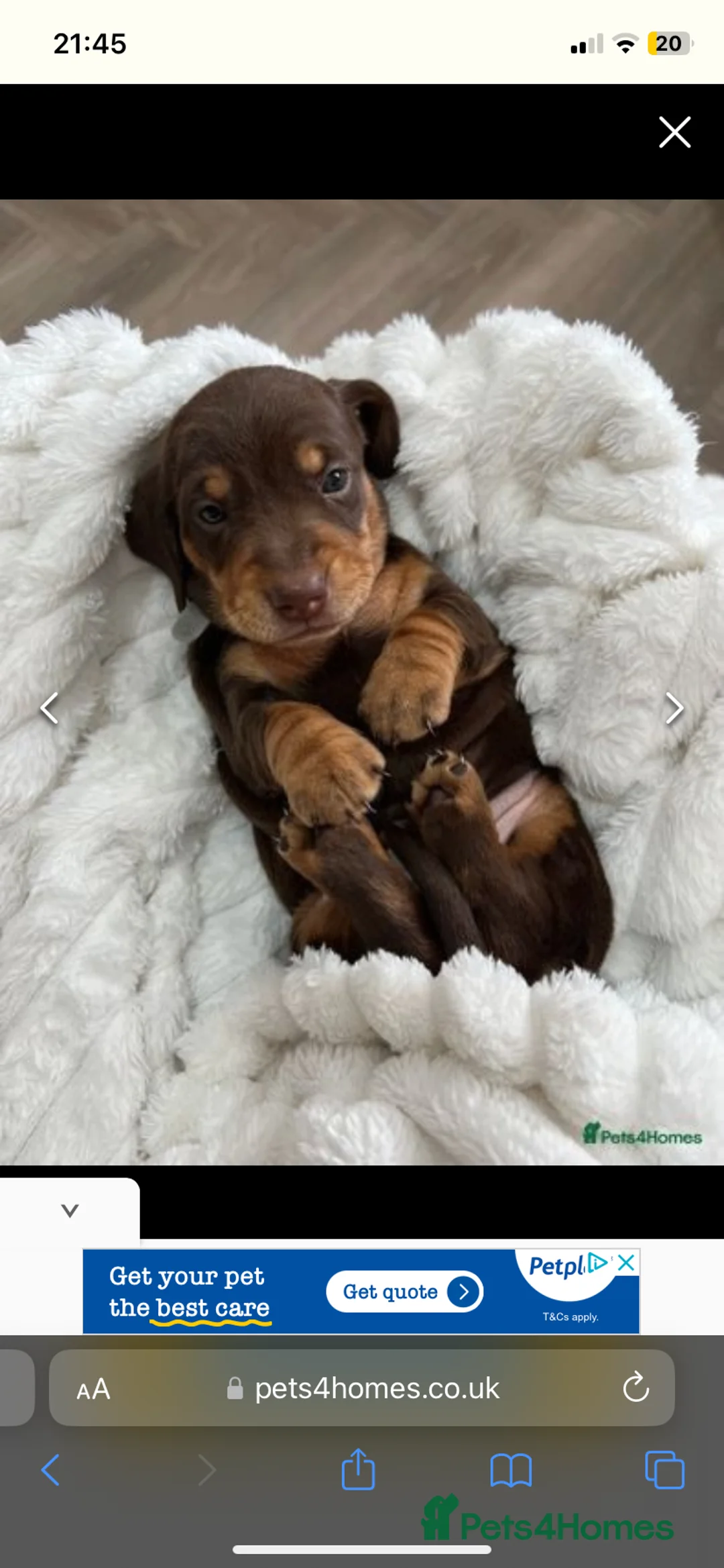 Miniature Dachshund dogs for stud: KC Reg- PRA clear Smooth haired Cream Stud  in Southampton - Advert 5