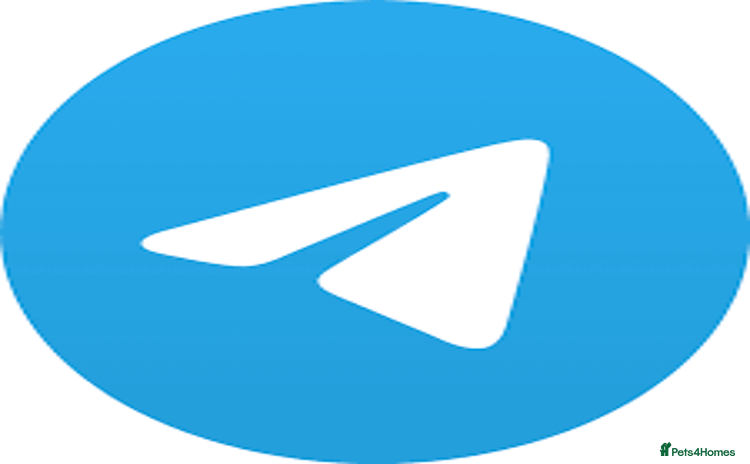 Airedale Terrier dogs Testt - Advert 1