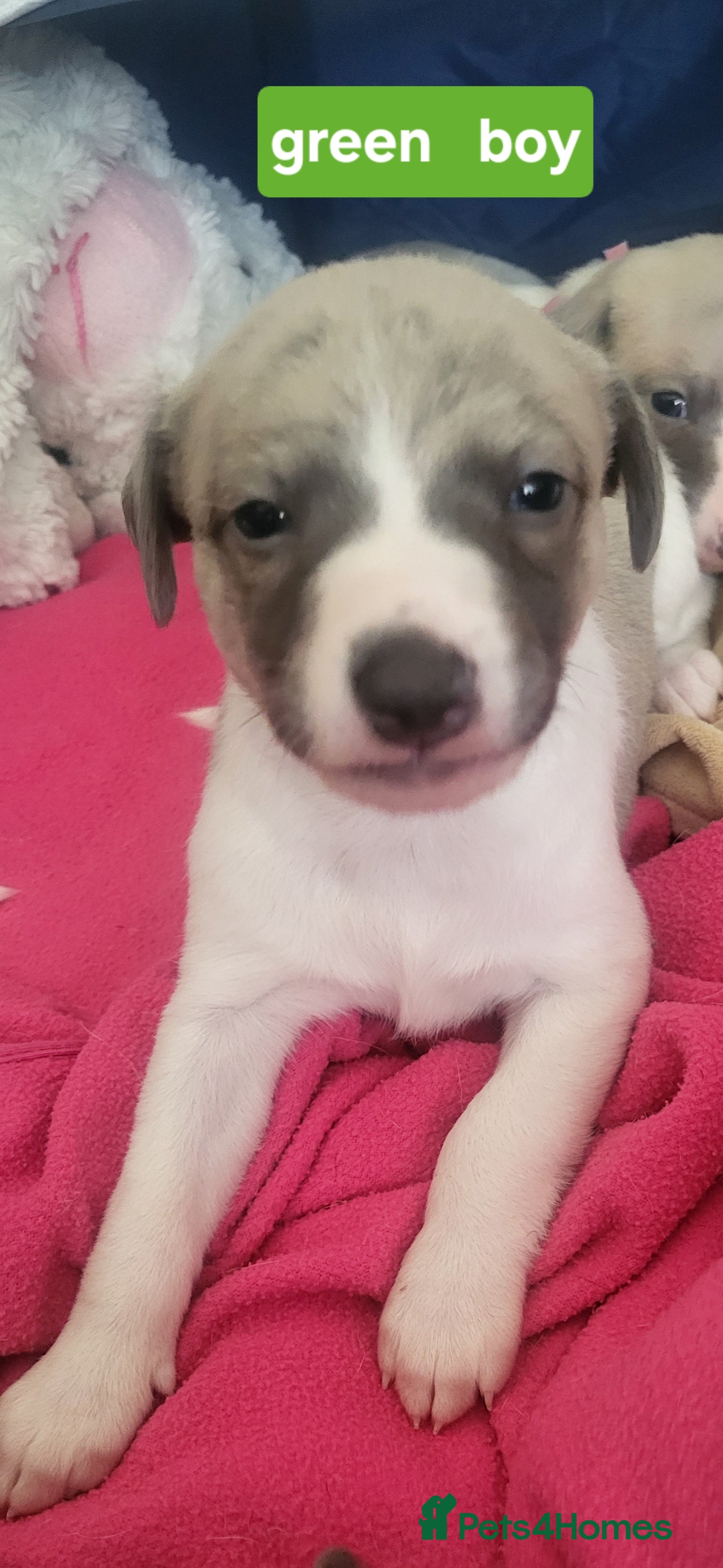 Whippet dogs Whippet puppies pure blue a white  - Advert 10