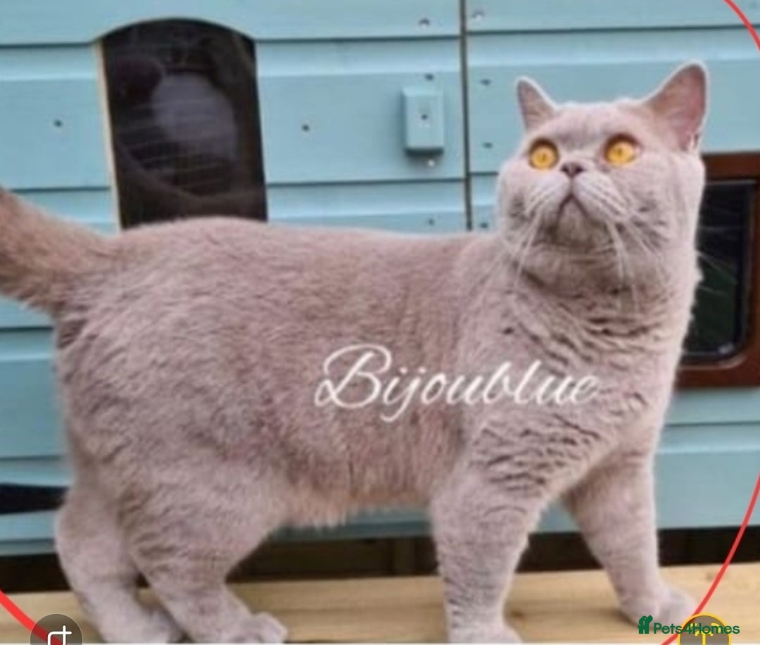 British Shorthair cats for sale: Pure BSH kittens GCCF Last Boy Left £700 - Image 14