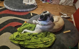 Mixed Breed dogs for adoption: Sadie – 10 months old, Female, Mixed Breed Pup - Advert 9