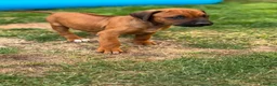 Rhodesian Ridgeback dogs for sale: * 2 Chunky Girls with Black Masks Available *  - Advert 12