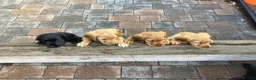 Cocker Spaniel dogs for sale: Cocker Spaniel in Crediton - Advert 6