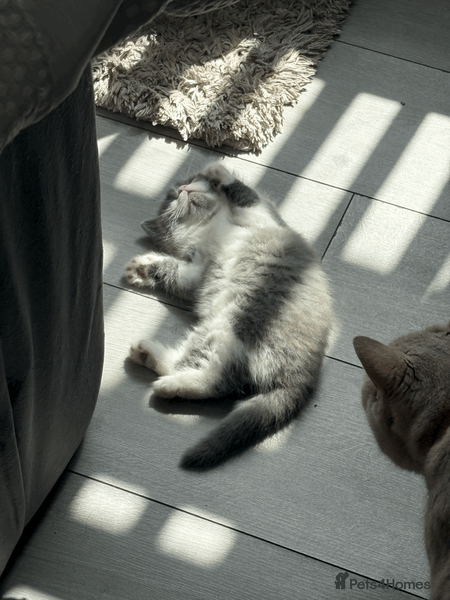 British Shorthair cats for sale: ❤️Beautiful British Shorthair❤️ - Advert 6