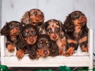 Miniature Dachshund dogs **MINI LONG HAIRED DACHSHUND** - Advert 11